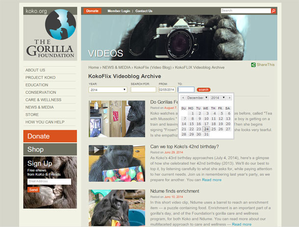 La fundación Gorila